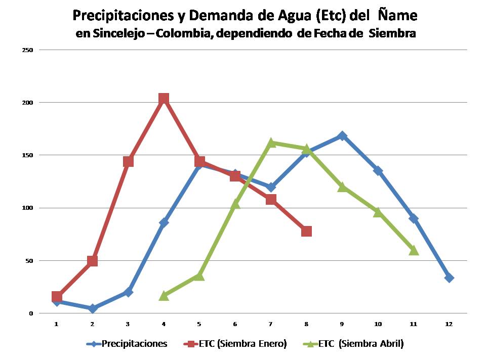 La demanda de agua cambia en el cultivo de ñame dependiendo de la fecha de siembra